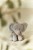 little-dutch-przytulanka-slon-17-cm-safari-friends-0plus-8713291883628.jpg