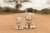 little-dutch-przytulanka-lwica-25-cm-safari-friends-8713291883581-5.jpg