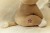 little-dutch-przytulanka-lwica-25-cm-safari-friends-8713291883581-4.jpg