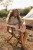 little-dutch-drewniana-gitara-rozowa-safari-friends-3plus-8713291774711-9.jpg