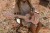 little-dutch-drewniana-gitara-rozowa-safari-friends-3plus-8713291774711-2.jpg