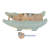 little-dutch-przebijanka-krokodyl-safari-friends-12m-plus-8713291774469-3.png