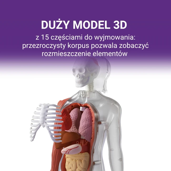 science-can-cialo-czlowieka-interaktywny-model-anatomiczny-3d-6plus-6975007386911-4.jpg