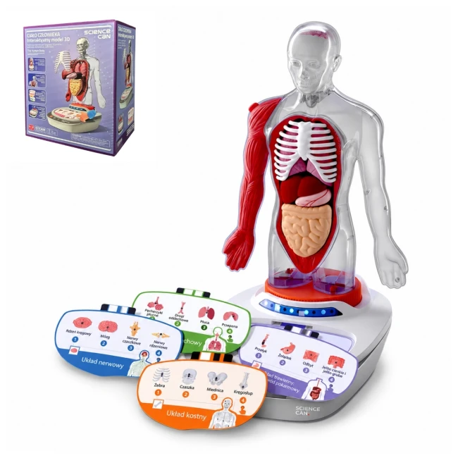 science-can-cialo-czlowieka-interaktywny-model-anatomiczny-3d-6plus-6975007386911-3.jpg